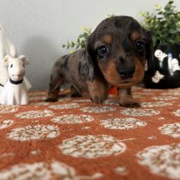 Miso - Black and tan male Dachshund puppy in Temecula, California from Naomi Magee's Dachshund Kennel