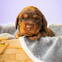 Sol - Chocolate and tan female Dachshund puppy in Hialeah, Florida from Slinky Doxie 305