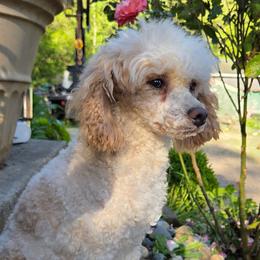 Finn - Poodle