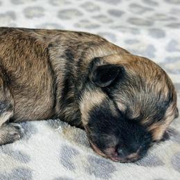 Female 1 - Brown and white female Shichon puppy in Grand Rapids, Michigan from Great Lakes Teddy Bear Dogs
