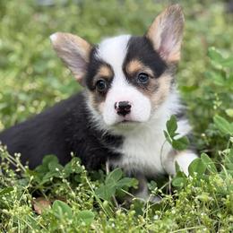 Porky - Black and white male American Corgi puppy in Hope, Arkansas from Foxy Knoll Farm