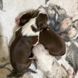 Drift - Red tri female Miniature Australian Shepherd puppy in Shingletown, California from Whiskeytown Aussies