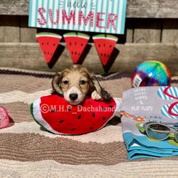 Dachshund Puppies from M.H.P Dachshunds