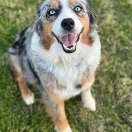 Pookie - Australian Shepherd