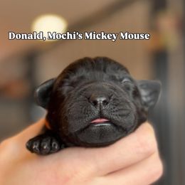 Donald - Black male Labrador Retriever puppy in Owosso, Michigan from Bennington Retrievers