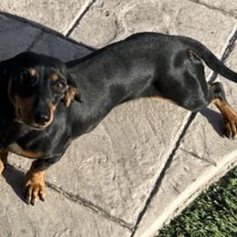 Daisy - Dachshund