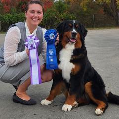 Bernese Mountain Dogs from Neel Haus Berners