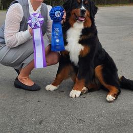 Bernese Mountain Dogs from Neel Haus Berners