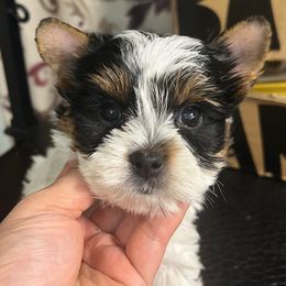 Buttercup - Black tan and white female Biewer Terrier puppy in Stockbridge, Georgia from Jenn’s Georgia Morkies and Biewer Terriers