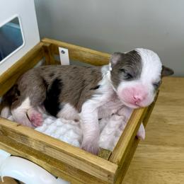 Funnel Cake - Blue merle and white female Sheepadoodle puppy in Adams, Nebraska from Boxcar Doodles and Poodles