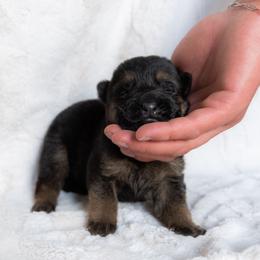 German Shepherd Puppies from Uinta Mountain Shepherds