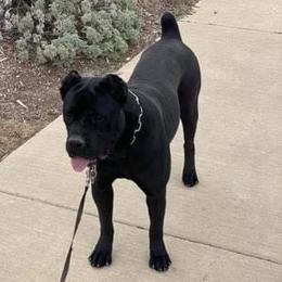 Avi  - Cane Corso
