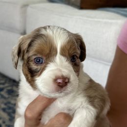 Miniature Australian Shepherd Puppies from Rolling Waves Mini Aussie