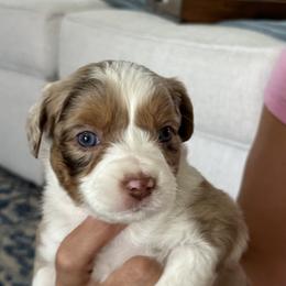 Miniature Australian Shepherd Puppies from Rolling Waves Mini Aussie
