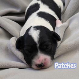 Patches - Black and white female Aussiedoodle puppy in Lebanon, Oregon from Abbott Family Farm