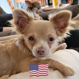 Chihuahuas from Romans Chihuahuas