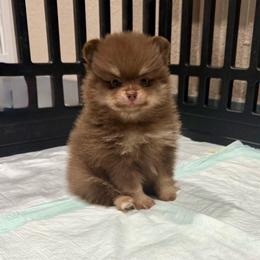 Chocolate and tan boy - Chocolate and tan male Pomeranian puppy in Eagle Pass, Texas from Texas Tumbleweed Poms