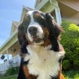 Aussiedoodles, Bernedoodles, and Bernese Mountain Dogs from Lost Coast Bernese Mountain Dogs