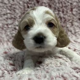 Cocker Spaniels from Devoted Paws Kennels