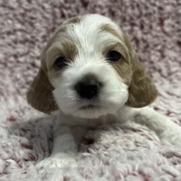 Cocker Spaniels from Devoted Paws Kennels