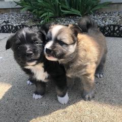 Icelandic Sheepdog Puppies from Kessel Run Icelandic Sheepdogs