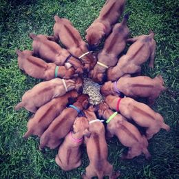 Rhodesian Ridgeback Puppies from Supernova Ridgebacks