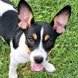 Rat Terriers from KC’S Rat Terriers