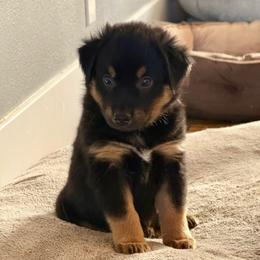 Basil - Black tri male Miniature Australian Shepherd puppy in Medical Lake, Washington from MAS Gone Rogue