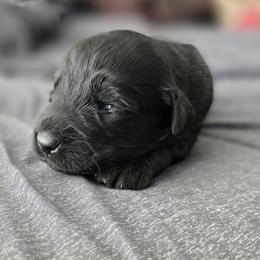 Female 4 - Black female Giant Schnauzer puppy in Mcneal, Arizona from Olympian Giant Schnauzers and Westie’s!