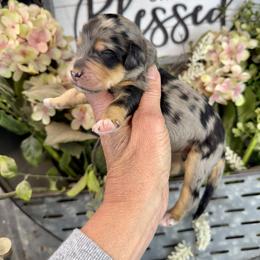 Praline - Phantom female Pyredoodle puppy in Bowling Green, Ohio from FDF Pyredoodles & Bernedoodles