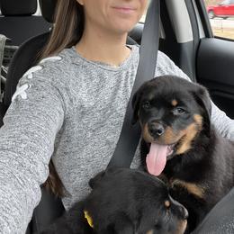 Rottweiler Puppies from Vom Arnold-Hause Rottweilers