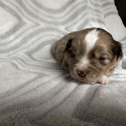 Miniature Australian Shepherd and Toy Australian Shepherd Puppies from Cherry Grove Kennel
