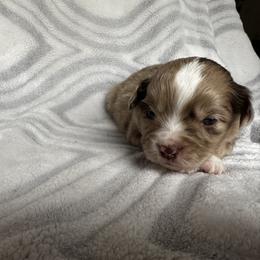Miniature Australian Shepherd and Toy Australian Shepherd Puppies from Cherry Grove Kennel