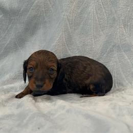 Simon- AKC - Red male Dachshund puppy in Gainesville, Texas from Diamond B Doxies