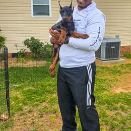 Manny (Mr B) - Black and rust male Doberman Pinscher puppy in Shelby, North Carolina from IronBee Dobermans