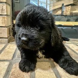 Black Boy - Black male Newfoundland puppy in Seffner, Florida from Tampa Bay Farm