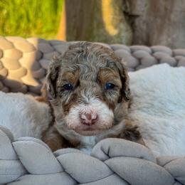 Sugar Smacks - Chocolate merle female Bernedoodle puppy in Rose Hill, North Carolina from Red Door Canines