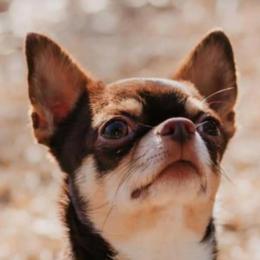 Chihuahua and German Shepherd All Grown Up from Gunnersville Farm