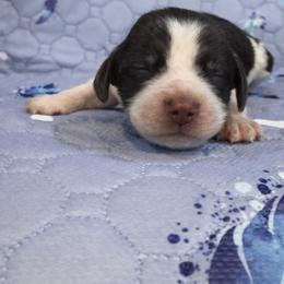 Light blue - Liver white and roan female English Springer Spaniel puppy in Edinburg, Texas from M L Springers/ Texas Legacy Dachshunds
