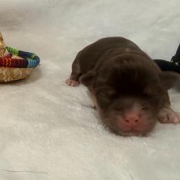 Winchester - Chocolate and white male Chihuahua puppy in Seneca, Missouri from Stephanie’s Puppy Colony
