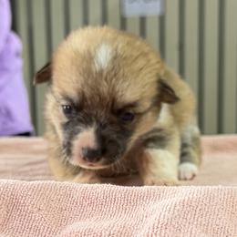 Girl 4 - Red female Pembroke Welsh Corgi puppy in Moulton, Alabama from Reed's Pembroke Corgi Welsh