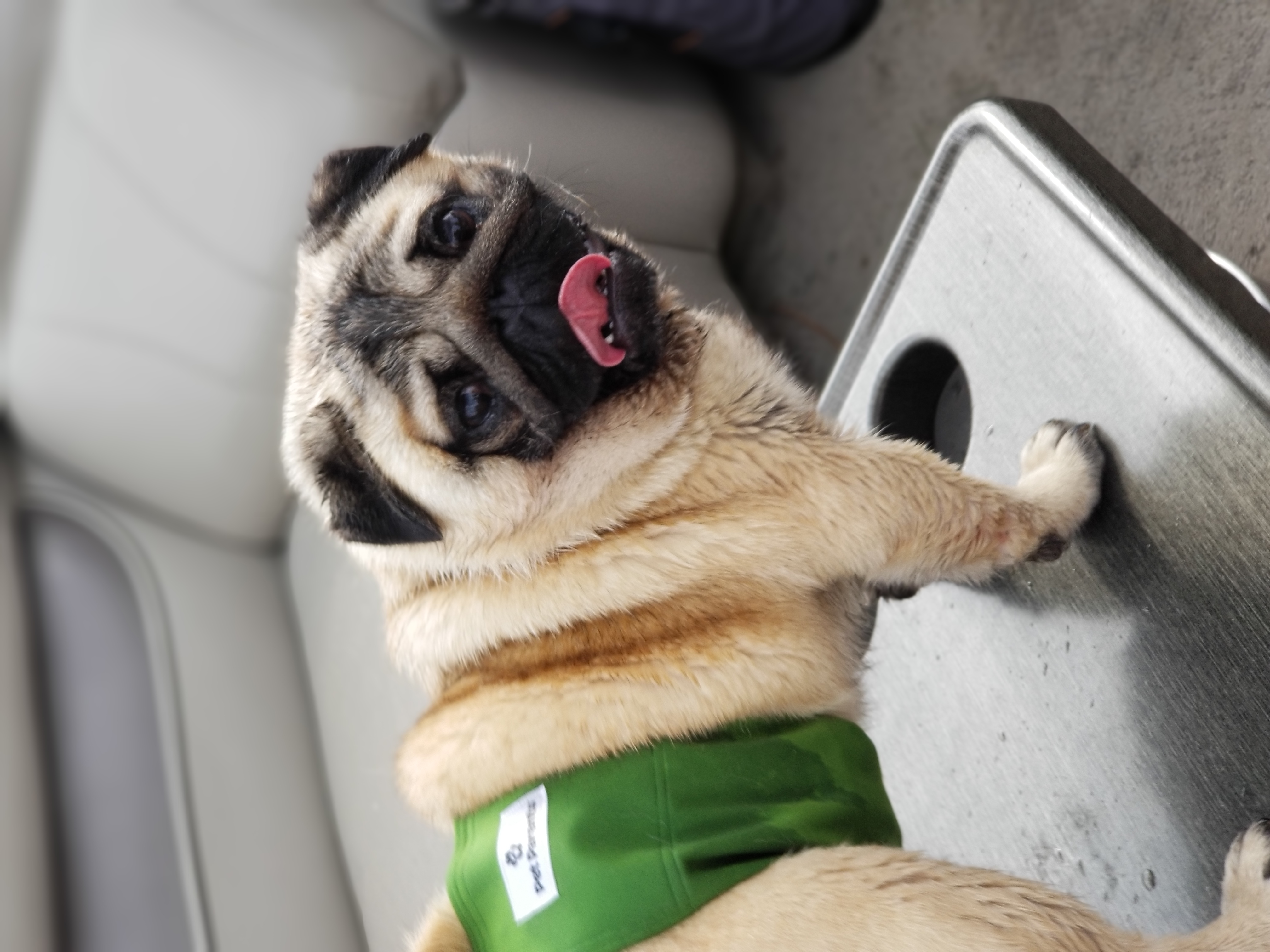 Pug All Grown Up from HOOPLA PUGS
