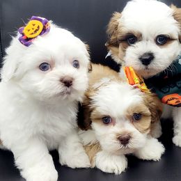 Shihpoos and Shih Tzus from Chancey's Puppy Oasis