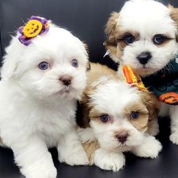 Shihpoos and Shih Tzus from Chancey's Puppy Oasis
