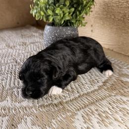 Miniature Schnauzer Puppies from Creek Ranch Kennels