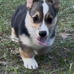 AKC pup - Black and tan male Pembroke Welsh Corgi puppy in Summerfield, Florida from Promise Land Farm