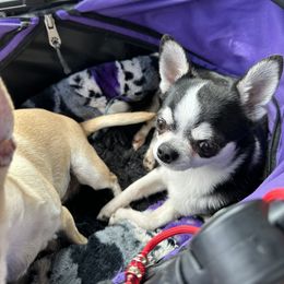 Blessing - Chihuahua