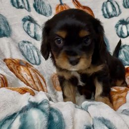 Lime collar boy - Black and tan male Cavalier King Charles Spaniel puppy in Smiths, Alabama from K&K Kennels