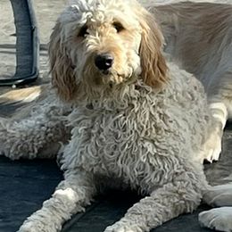 Goldendoodles and Golden Retrievers from Selah Springs Puppies