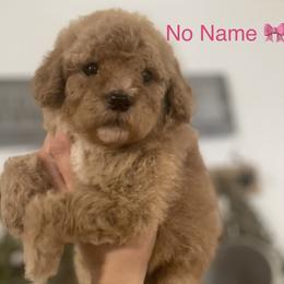 Goldendoodle and Poodle Puppies from Still Waters Farm
